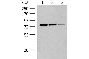 Western blot analysis of A172 cell Mouse liver tissue Hela cell lysates using HNF1A Polyclonal Antibody at dilution of 1:200 (HNF1A Antikörper)