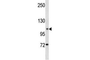 DOG1 antibody western blot analysis in K562 lysate (ANO1 Antikörper  (AA 453-482))