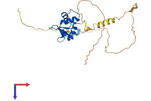 FEV Protein (AA 1-237) (His tag)