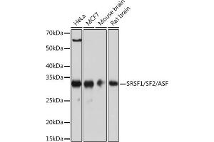 Western blot analysis of extracts of various cell lines, using SRSF1/SRSF1/SF2/ASF Rabbit mAb (ABIN7270213) at 1:1000 dilution. (SRSF1 Antikörper)