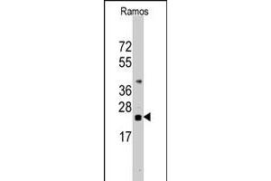 Western blot analysis of CD247 polyclonal antibody  in Ramos cell line lysates (35 ug/lane). (CD247 Antikörper  (N-Term))