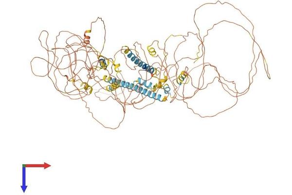 NRIP1 Protein (AA 1-1161) (His tag)