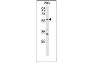 Western blot analysis of LMBR1L Antibody (C-term) in 293 cell line lysates (35ug/lane). (LMBR1L Antikörper  (C-Term))