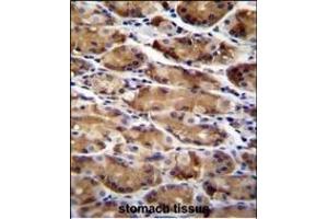 ATG16L2 Antibody (Center ) (ABIN655641 and ABIN2845118) immunohistochemistry analysis in formalin fixed and paraffin embedded human stomach tissue followed by peroxidase conjugation of the secondary antibody and DAB staining. (ATG16L2 Antikörper  (AA 277-304))