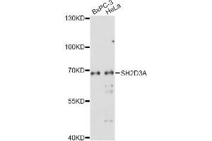 Western blot analysis of extracts of various cell lines, using SH2D3A antibody (ABIN6293564) at 1:1000 dilution.