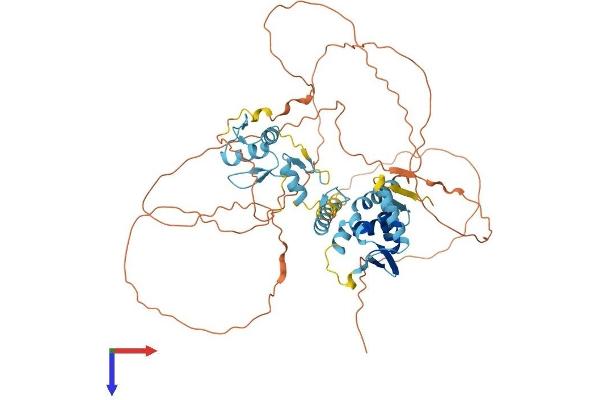 ZBTB44 Protein (AA 1-570) (His tag)