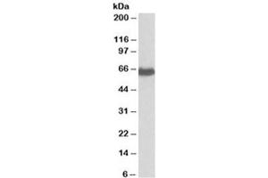 Western blot testing of human placenta lysate with EHD2 antibody at 0. (EHD2 Antikörper)