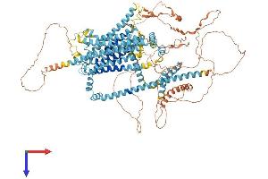 AlphaFold protein structure predicition of Human Recombinant TMC3 Protein, UniprotID Q7Z5M5 (Tmc3 Protein (AA 1-1100) (His tag))