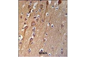 C Antibody (C-term) (ABIN653956 and ABIN2843176) IHC analysis in formalin fixed and paraffin embedded brain tissue followed by peroxidase conjugation of the secondary antibody and DAB staining. (C9ORF91 Antikörper  (C-Term))