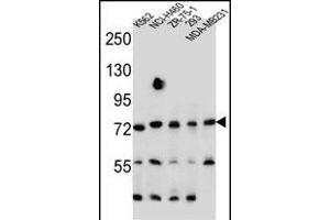 SEC14L5 Antibody (Center) (ABIN655563 and ABIN2845065) western blot analysis in K562,NCI-,ZR-75-1,293,MDA-M cell line lysates (35 μg/lane). (SEC14L5 Antikörper  (AA 448-477))