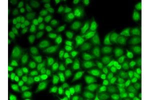 Immunofluorescence analysis of HeLa cells using JUNB antibody (ABIN5973036). (JunB Antikörper)