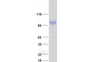 Western Blotting (WB) image for Leukocyte Immunoglobulin-Like Receptor, Subfamily B (With TM and ITIM Domains), Member 2 (LILRB2) (Transcript Variant 2) protein (Myc-DYKDDDDK Tag) (ABIN2724674)