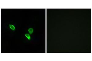 Immunofluorescence (IF) image for anti-Mitochondrial Ribosomal Protein S18C (MRPS18C) (Internal Region) antibody (ABIN1850530) (MRPS18C Antikörper  (Internal Region))