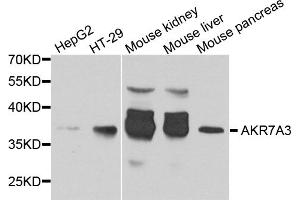Western blot analysis of extracts of various cell lines, using AKR7A3 antibody. (AKR7A3 Antikörper)