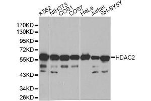 Western blot analysis of extracts of various cell lines, using HDAC2 antibody (ABIN5971110) at 1/1000 dilution. (HDAC2 Antikörper)