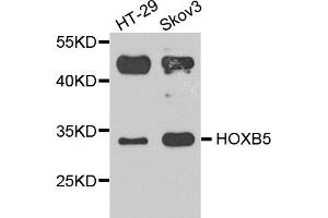 Western blot analysis of extracts of various cell lines, using HOXB5 antibody. (HOXB5 Antikörper)
