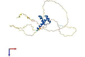 VENTX Protein (AA 1-258) (His tag)
