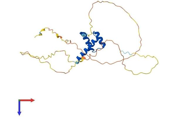 VENTX Protein (AA 1-258) (His tag)