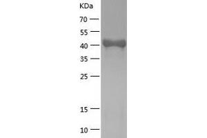 Western Blotting (WB) image for Platelet-Activating Factor Acetylhydrolase 2, 40kDa (PAFAH2) (AA 1-392) protein (His tag) (ABIN7124476) (PAFAH2 Protein (AA 1-392) (His tag))