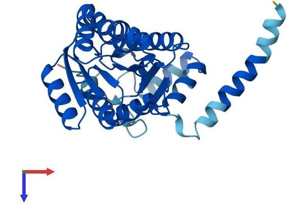 DHRS3 Protein (AA 1-302) (His tag)