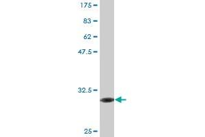Western Blot detection against Immunogen (30. (FPR2 Antikörper  (AA 163-205))