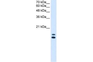 Western Blotting (WB) image for anti-Ubiquitously-Expressed, Prefoldin-Like Chaperone (UXT) antibody (ABIN2463417) (UXT Antikörper)