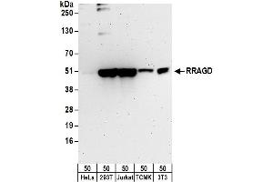 anti-Ras-Related GTP Binding D (RRAGD) (AA 1-50) antibody