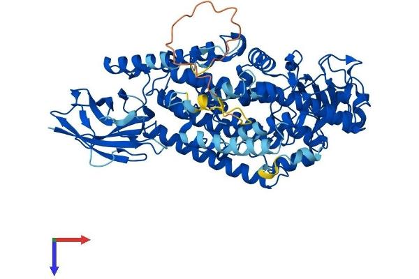 ALOXE3 Protein (AA 1-711) (His tag)
