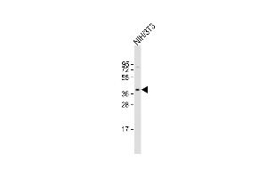 Anti-AGTR1 Antibody (Center) at 1:2000 dilution + NIH/3T3 whole cell lysate Lysates/proteins at 20 μg per lane. (Angiotensin II Type-1 Receptor Antikörper  (AA 211-240))