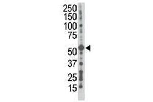 Image no. 1 for anti-Gap Junction Protein, gamma 1, 45kDa (GJC1) (N-Term) antibody (ABIN357097)