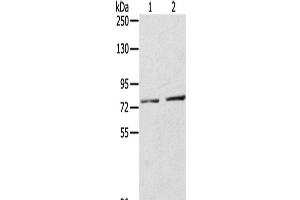 Western Blot analysis of A172 cells and Mouse liver tissue using ECE2 Polyclonal Antibody at dilution of 1/350 (ECE2 Antikörper)
