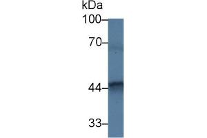 Detection of FKBPL in Mouse Testis lysate using Polyclonal Antibody to FK506 Binding Protein Like Protein (FKBPL) (FKBPL Antikörper  (AA 1-349))