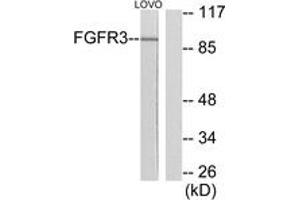 Western blot analysis of extracts from LOVO cells, using FGFR3 Antibody. (FGFR3 Antikörper  (AA 131-180))