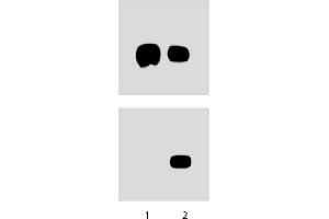 Western Blotting (WB) image for anti-Signal Transducer and Activator of Transcription 3 (Acute-Phase Response Factor) (STAT3) (pSer727) antibody (ABIN968869)