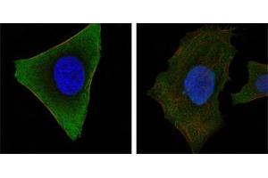 Confocal immunofluorescence analysis of Hela (left) and HepG2 (right) cells using JAK3 mouse mAb (green). (JAK3 Antikörper)