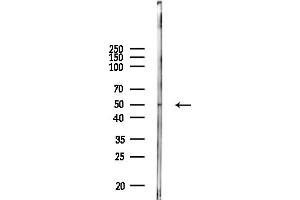 Western blot analysis of lysates from Mouse lung, using IL13R Antibody at 1/1000 dilution.