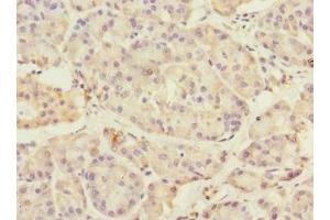 Immunohistochemistry of paraffin-embedded human pancreatic tissue using ABIN7172973 at dilution of 1:100 (TMED1 Antikörper  (AA 24-194))