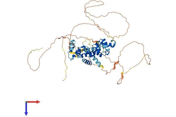 NAB2 Protein (AA 1-525) (His tag)