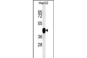 PON2 Antibody (Center) (ABIN651946 and ABIN2840470) western blot analysis in HepG2 cell line lysates (15 μg/lane).