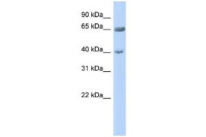 WB Suggested Anti-ZNF234 Antibody Titration:  0. (ZNF234 Antikörper  (Middle Region))