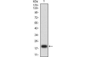 Western blot analysis using FLI1 mAb against human FLI1 (AA: 303-452) recombinant protein. (FLI1 Antikörper  (AA 303-452))