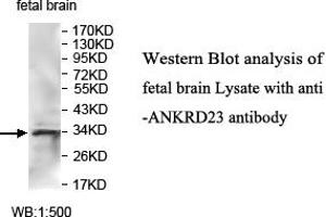 Image no. 1 for anti-Ankyrin Repeat Domain 23 (Ankrd23) antibody (ABIN1574703) (ANKRD23 Antikörper)