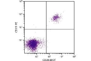 Human peripheral blood lymphocytes were stained with Mouse Anti-Human CD20-BIOT. (CD20 Antikörper  (Biotin))