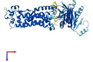NOX3 Protein (AA 1-568) (His tag)