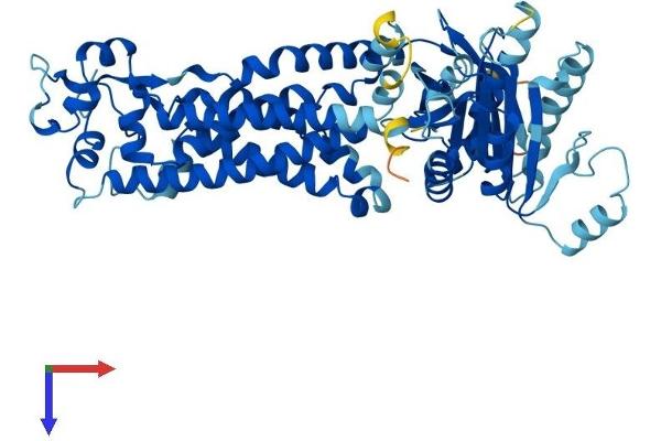 NOX3 Protein (AA 1-568) (His tag)