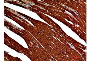 Immunohistochemistry (IHC) analysis of paraffin-embedded Mouse Heart, antibody was diluted at 1:200. (S100A1 Antikörper)