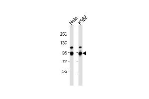 All lanes : Anti-ILF3 Antibody at 1:1000 dilution Lane 1: Hela whole cell lysates Lane 2: K562 whole cell lysates Lysates/proteins at 20 μg per lane.