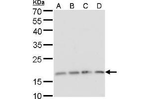 WB Image RPS15 antibody detects RPS15 protein by Western blot analysis. (RPS15 Antikörper)