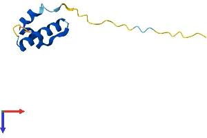 CTNNBIP1 Protein (AA 1-81) (Fc Tag)