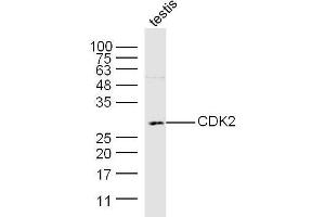 Mouse testis lysates probed with CDK2 Polyclonal Antibody, Unconjugated  at 1:300 dilution and 4˚C overnight incubation.